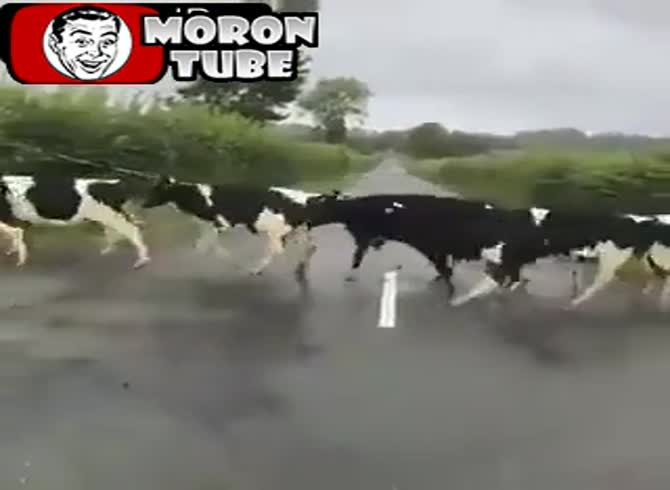 Video :England - a road's white line terrifies cows